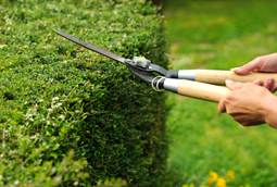 Grounds Maintenance Landscape Services